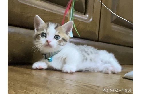 販売中の千葉県のマンチカン-115320の4枚目